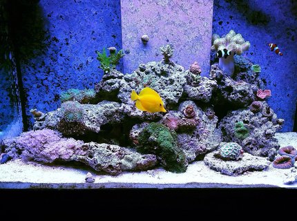 70 gallons reef tank (mostly live coral and fish) - My reef 70 gallons reef tank (mostly live coral and fish) - My reef