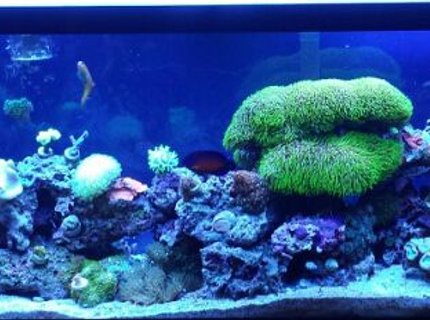 50 gallons reef tank (mostly live coral and fish) - My 50 gallon sumpless reef. 50 gallons reef tank (mostly live coral and fish) - My 50 gallon sumpless reef.