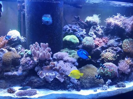 90 gallons reef tank (mostly live coral and fish) - 90 gallon reef 90 gallons reef tank (mostly live coral and fish) - 90 gallon reef