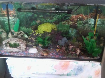 20 gallons reef tank (mostly live coral and fish) - MY BEAUTY..NOT MUCH BUT MY 1STE TANK 20 gallons reef tank (mostly live coral and fish) - MY BEAUTY..NOT MUCH BUT MY 1STE TANK