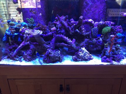 120 gallons reef tank (mostly live coral and fish) - 120 mixed reef 120 gallons reef tank (mostly live coral and fish) - 120 mixed reef