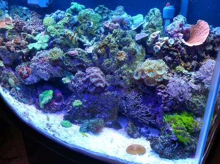 46 gallons reef tank (mostly live coral and fish) - 46gal reef tank This tank is only been going 4 months, going well so far! So glad I got back into this hobbie after a 7 year hiatus! Still battling the new tank alge and cynical but I'm fighting it. 46 gallons reef tank (mostly live coral and fish) - 46gal reef tank This tank is only been going 4 months, going well so far! So glad I got back into this hobbie after a 7 year hiatus! Still battling the new tank alge and cynical but I'm fighting it.