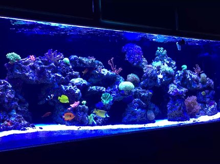 139 gallons reef tank (mostly live coral and fish) - MY 140 GALLON REEF TANK 139 gallons reef tank (mostly live coral and fish) - MY 140 GALLON REEF TANK