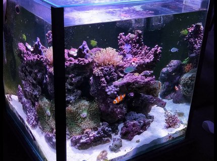 52 gallons reef tank (mostly live coral and fish) - Cube corner tank 52 gallons reef tank (mostly live coral and fish) - Cube corner tank