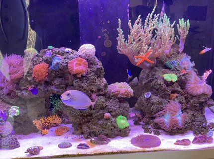 85 gallons reef tank (mostly live coral and fish) - First upload to the site. :) 85 gallons reef tank (mostly live coral and fish) - First upload to the site. :)