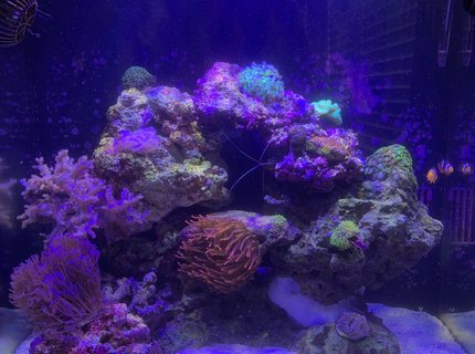 32 gallons reef tank (mostly live coral and fish) - 6 months in 32 gallons reef tank (mostly live coral and fish) - 6 months in