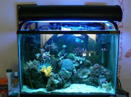 20 gallons reef tank (mostly live coral and fish) - 20g tank, with over 15 different corals. 20 gallons reef tank (mostly live coral and fish) - 20g tank, with over 15 different corals.
