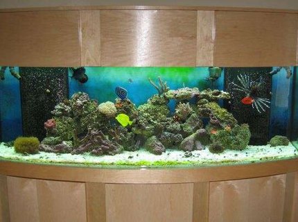 155 gallons reef tank (mostly live coral and fish) - 155 bow 6 Months 155 gallons reef tank (mostly live coral and fish) - 155 bow 6 Months