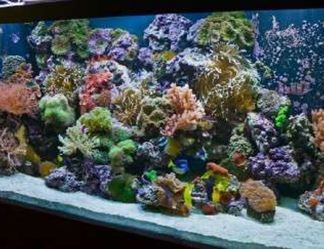 220 gallons reef tank (mostly live coral and fish) - 220 Reef-- By Aquariums By Sissy, Midland TX.
Full tank shot. Aquarium has 55 gal. refugium and 1200 Watts of metal halide 1400K, 4-96 watts of power compact actinic, and moon lights. 2-1200 mag drive return pumps and no other circulation, so no cords to be seen. 220 gallons reef tank (mostly live coral and fish) - 220 Reef-- By Aquariums By Sissy, Midland TX.
Full tank shot. Aquarium has 55 gal. refugium and 1200 Watts of metal halide 1400K, 4-96 watts of power compact actinic, and moon lights. 2-1200 mag drive return pumps and no other circulation, so no cords to be seen.
