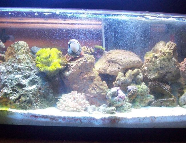 20 gallons reef tank (mostly live coral and fish) - More color 20 gallons reef tank (mostly live coral and fish) - More color
