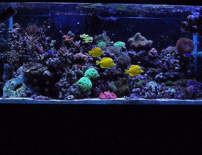90 gallons reef tank (mostly live coral and fish) - My 90 gallon reef! 90 gallons reef tank (mostly live coral and fish) - My 90 gallon reef!