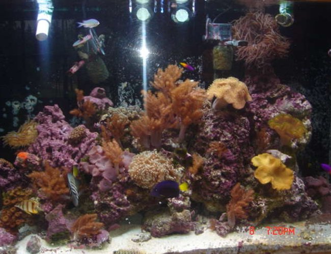 120 gallons reef tank (mostly live coral and fish) - Full Close 120 gallons reef tank (mostly live coral and fish) - Full Close