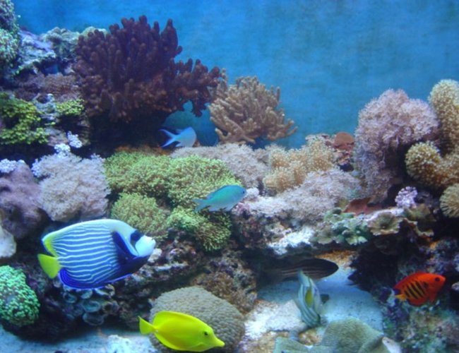 52 gallons reef tank (mostly live coral and fish) - mostly soft corals,
enjoy of this picture. 52 gallons reef tank (mostly live coral and fish) - mostly soft corals,
enjoy of this picture.