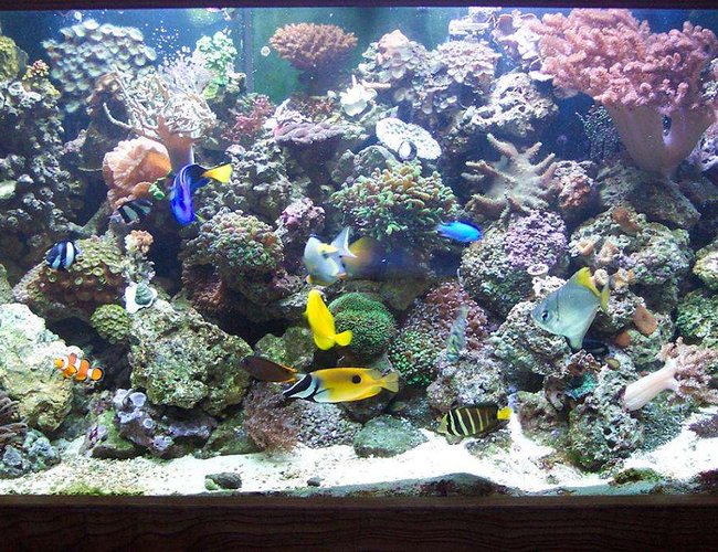120 gallons reef tank (mostly live coral and fish) - most recent pic of my tank 120 gallons reef tank (mostly live coral and fish) - most recent pic of my tank