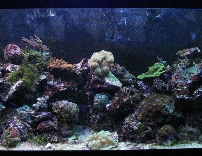120 gallons reef tank (mostly live coral and fish) - This is a full tank shot. 120 gallons reef tank (mostly live coral and fish) - This is a full tank shot.