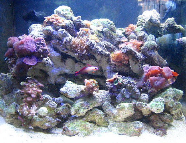 200 gallons reef tank (mostly live coral and fish) - wide shot: 2 month nanno tank, 10 gal 200 gallons reef tank (mostly live coral and fish) - wide shot: 2 month nanno tank, 10 gal