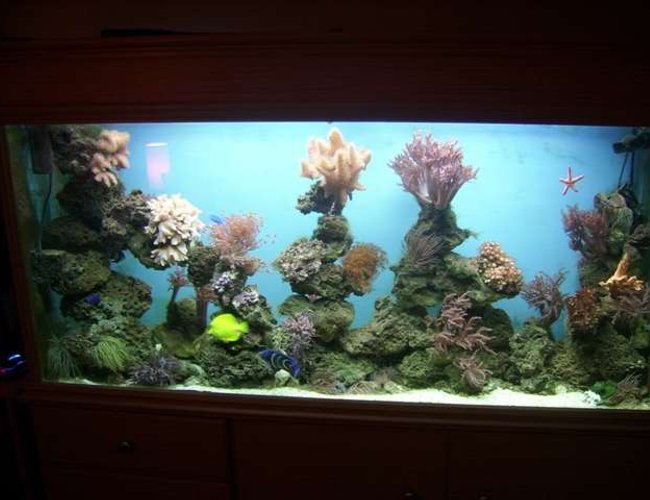 250 gallons reef tank (mostly live coral and fish) - reef mix of corals and fish been up and runing for 6 months 250 gallons reef tank (mostly live coral and fish) - reef mix of corals and fish been up and runing for 6 months