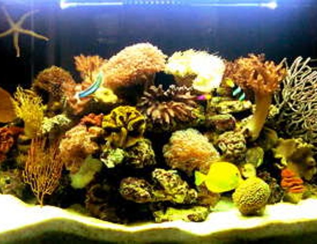 84 gallons reef tank (mostly live coral and fish) - from the front 84 gallons reef tank (mostly live coral and fish) - from the front