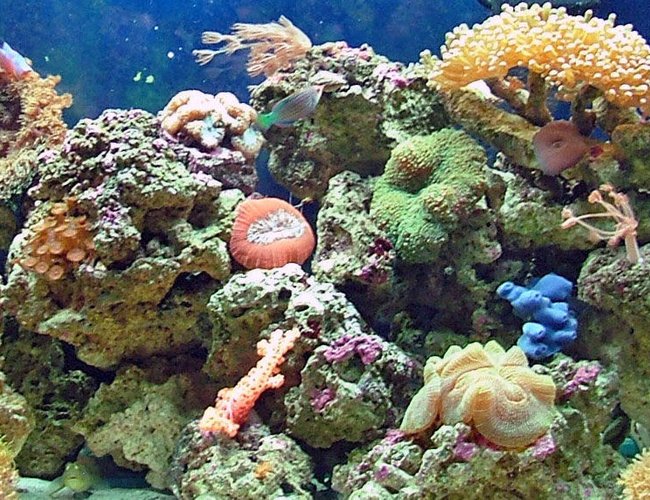 65 gallons reef tank (mostly live coral and fish) - 65 gallon reef 65 gallons reef tank (mostly live coral and fish) - 65 gallon reef