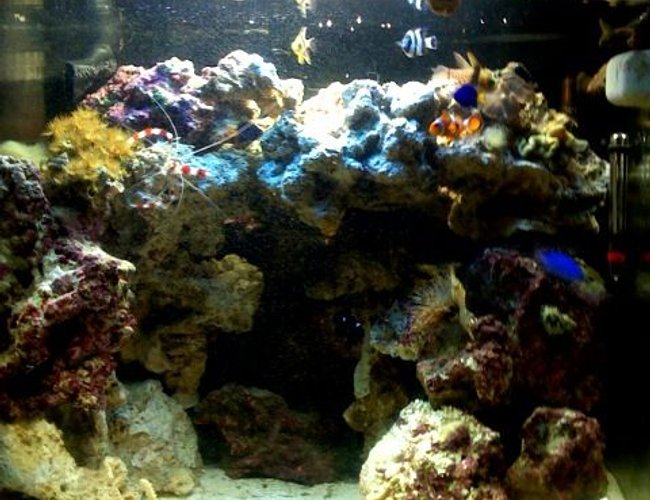 24 gallons reef tank (mostly live coral and fish) - My newly built tank, just 3 months old. 24 gallons reef tank (mostly live coral and fish) - My newly built tank, just 3 months old.