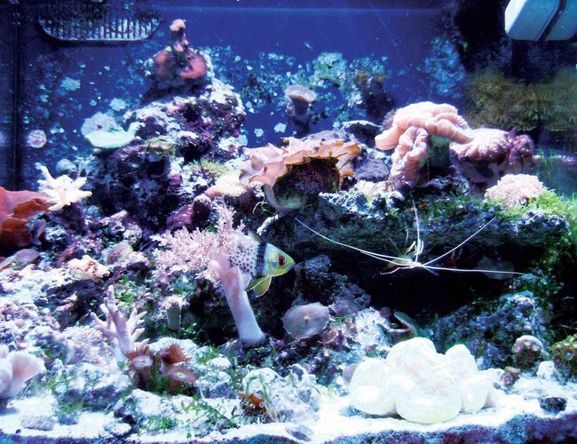 24 gallons reef tank (mostly live coral and fish) - 24 G Front View - FRAGS 4 LIFE 24 gallons reef tank (mostly live coral and fish) - 24 G Front View - FRAGS 4 LIFE