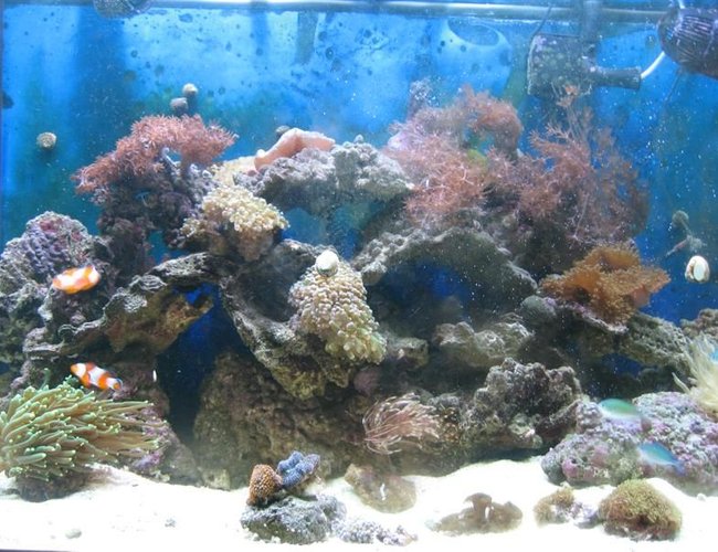 65 gallons reef tank (mostly live coral and fish) - 65 Gallon reef tank, been up and running since Aug. 07 65 gallons reef tank (mostly live coral and fish) - 65 Gallon reef tank, been up and running since Aug. 07