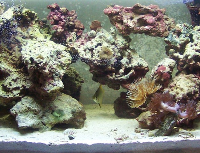 60 gallons reef tank (mostly live coral and fish) - i miss it, its gone now. it all died after the lights went out and i was away for a month..... 60 gallons reef tank (mostly live coral and fish) - i miss it, its gone now. it all died after the lights went out and i was away for a month.....