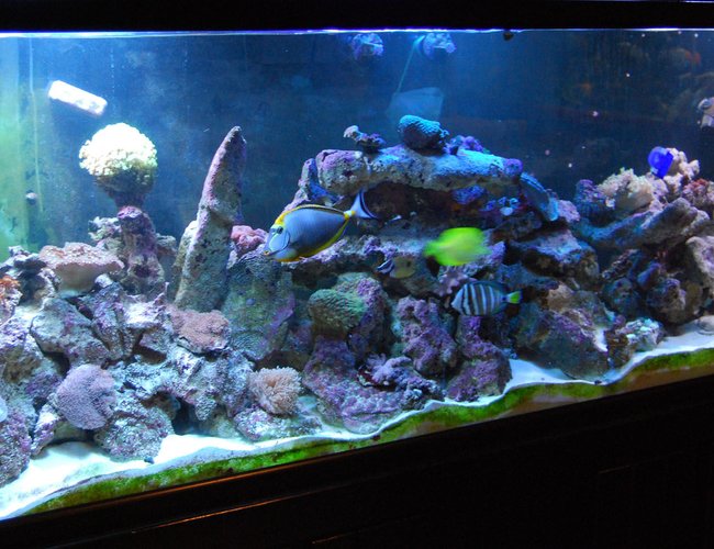 280 gallons reef tank (mostly live coral and fish) - 280g reef 280 gallons reef tank (mostly live coral and fish) - 280g reef