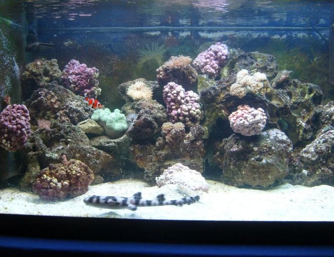 450 gallons reef tank (mostly live coral and fish) - I finally got a picture of my shark in the day!!!!! 450 gallons reef tank (mostly live coral and fish) - I finally got a picture of my shark in the day!!!!!