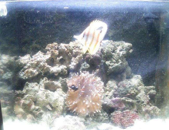 24 gallons reef tank (mostly live coral and fish) - My Copperband Butterflyfish looking real Golden 24 gallons reef tank (mostly live coral and fish) - My Copperband Butterflyfish looking real Golden