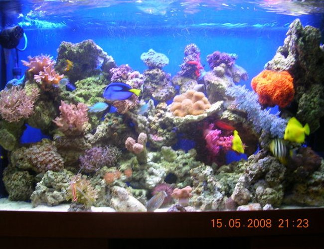 80 gallons reef tank (mostly live coral and fish) - tank after 3 months 80 gallons reef tank (mostly live coral and fish) - tank after 3 months