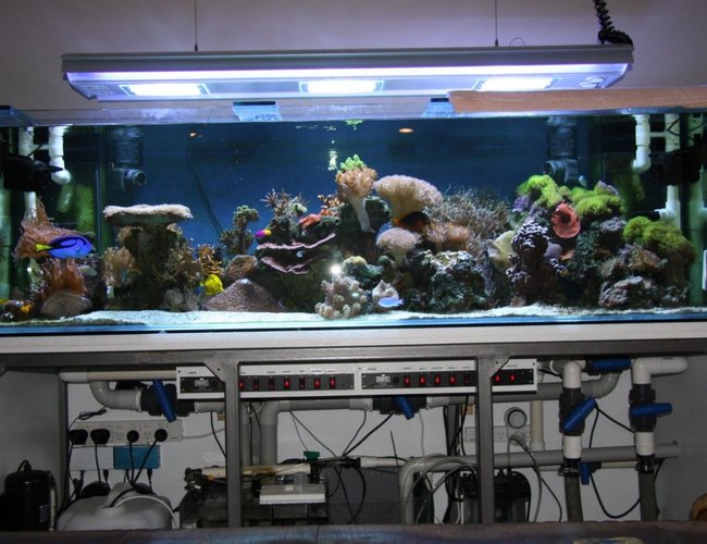 200 gallons reef tank (mostly live coral and fish) - Full tank shot, the stand still needs to be enclosed and a canopy put on top - one day it'll happen 200 gallons reef tank (mostly live coral and fish) - Full tank shot, the stand still needs to be enclosed and a canopy put on top - one day it'll happen