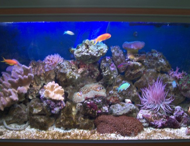 52 gallons reef tank (mostly live coral and fish) - Aquarium at 5 months old 52 gallons reef tank (mostly live coral and fish) - Aquarium at 5 months old