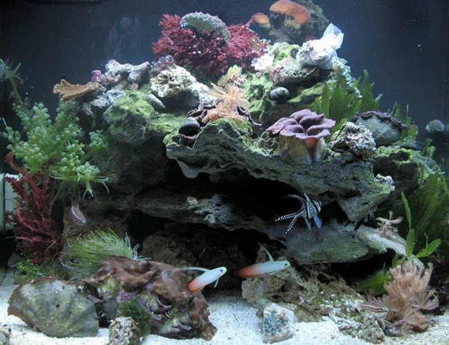 24 gallons reef tank (mostly live coral and fish) - Our 2nd tank, only running for 1 month. A mated pair of Bangaii Cardinalfish, a proven reverse trio of Lattice Cardinalfish (Apogon margaritophora), and 2 Firefish currently reside. This tank is really more for growout and holding of frags, as well as being a dedicated Tridacna and Macro Algae system... 24 gallons reef tank (mostly live coral and fish) - Our 2nd tank, only running for 1 month. A mated pair of Bangaii Cardinalfish, a proven reverse trio of Lattice Cardinalfish (Apogon margaritophora), and 2 Firefish currently reside. This tank is really more for growout and holding of frags, as well as being a dedicated Tridacna and Macro Algae system...
