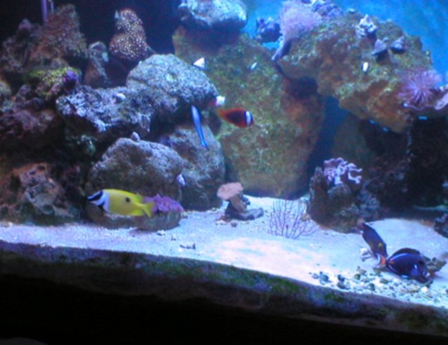 340 gallons reef tank (mostly live coral and fish) - 300 gallon wanna be reef. just started to and corals 340 gallons reef tank (mostly live coral and fish) - 300 gallon wanna be reef. just started to and corals