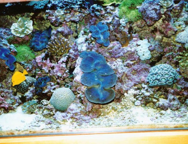 175 gallons reef tank (mostly live coral and fish) - 175 gal bowfront 175 gallons reef tank (mostly live coral and fish) - 175 gal bowfront