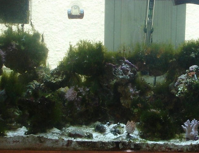 52 gallons reef tank (mostly live coral and fish) - 75 gallon with t5 lights, bakpak 2rv protein skimmer, 1 chocolate tang, 1 maroon clown hosting a green bubble tipped anemone, 2 true percula clowns, 1 lawnmower blenny, 1 hawaiian feather duster, polyps, leather coral, 1 yellow tailed damsel, 1 coral banded shrimp,3 pajama cardinals. This tank has 100 lbs of live sand and 80 lbs of live rock with many different types of snails and hermit crabs. 52 gallons reef tank (mostly live coral and fish) - 75 gallon with t5 lights, bakpak 2rv protein skimmer, 1 chocolate tang, 1 maroon clown hosting a green bubble tipped anemone, 2 true percula clowns, 1 lawnmower blenny, 1 hawaiian feather duster, polyps, leather coral, 1 yellow tailed damsel, 1 coral banded shrimp,3 pajama cardinals. This tank has 100 lbs of live sand and 80 lbs of live rock with many different types of snails and hermit crabs.
