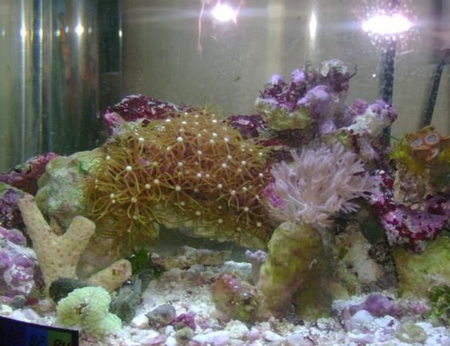 1 gallon reef tank (mostly live coral and fish) - 1.5 reef 1 gallon reef tank (mostly live coral and fish) - 1.5 reef