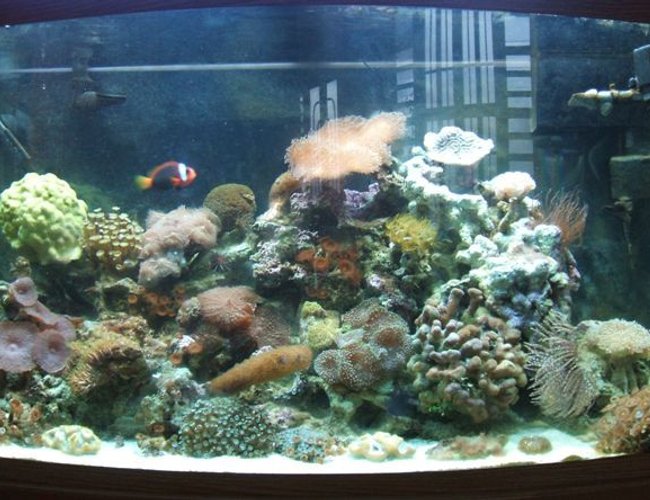 46 gallons reef tank (mostly live coral and fish) - Pic1 46 gallons reef tank (mostly live coral and fish) - Pic1