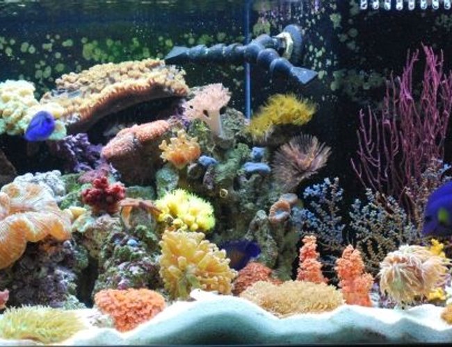 60 gallons reef tank (mostly live coral and fish) - Javier who has created this site has it rigged so you can't even vote on our pictures (Ryan - The Shepherds Reef Killer who built our tank has a tank posted which is NOT even his - we are done playing your third grade games) We are going to solicite the advertisers and make our own web site and do what we want on it so don't worry we'll be back ad # 1 again just like we were meant to be!!!!!!!!!!!!!!!!!!!!!!!!!!!!!!!!!!!!!)
Left side of tank (08-08) Established only 3 months now - Check out our full tank pictures as well.........
(IMAGINATION AND DETERMINATION ARE THE KEY FACTORS FOR US) Every kind of fish you can think of that everyone says you can't keep together, we have in the tank - (Our Tank was custom built by Ryan - Thanks!!!) -
WE PURCHASED EVERYTHING IN OUR TANK FROM JEFF'S EXOTIC FISH IN COSTA MESA (714) 540-0880 THEY ARE VERY KNOWLEDGABLE AND CAN GET YOU STARTED EVEN IF YOU JUST WANT A LITTLE NANO TANK. THANKS GUYS!!!! 60 gallons reef tank (mostly live coral and fish) - Javier who has created this site has it rigged so you can't even vote on our pictures (Ryan - The Shepherds Reef Killer who built our tank has a tank posted which is NOT even his - we are done playing your third grade games) We are going to solicite the advertisers and make our own web site and do what we want on it so don't worry we'll be back ad # 1 again just like we were meant to be!!!!!!!!!!!!!!!!!!!!!!!!!!!!!!!!!!!!!)
Left side of tank (08-08) Established only 3 months now - Check out our full tank pictures as well.........
(IMAGINATION AND DETERMINATION ARE THE KEY FACTORS FOR US) Every kind of fish you can think of that everyone says you can't keep together, we have in the tank - (Our Tank was custom built by Ryan - Thanks!!!) -
WE PURCHASED EVERYTHING IN OUR TANK FROM JEFF'S EXOTIC FISH IN COSTA MESA (714) 540-0880 THEY ARE VERY KNOWLEDGABLE AND CAN GET YOU STARTED EVEN IF YOU JUST WANT A LITTLE NANO TANK. THANKS GUYS!!!!