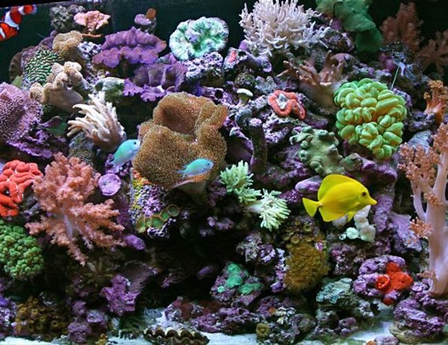 80 gallons reef tank (mostly live coral and fish) - the shepherdsreef killer 65 gallon reef with 15 gallon sump jbj ato,halides prime 1/10 LOT OF CORALS
65 gallon reef 80 gallons reef tank (mostly live coral and fish) - the shepherdsreef killer 65 gallon reef with 15 gallon sump jbj ato,halides prime 1/10 LOT OF CORALS
65 gallon reef