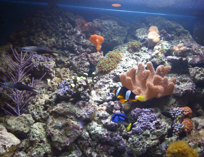 133 gallons reef tank (mostly live coral and fish) - all i could get in the photo.sorry! 133 gallons reef tank (mostly live coral and fish) - all i could get in the photo.sorry!