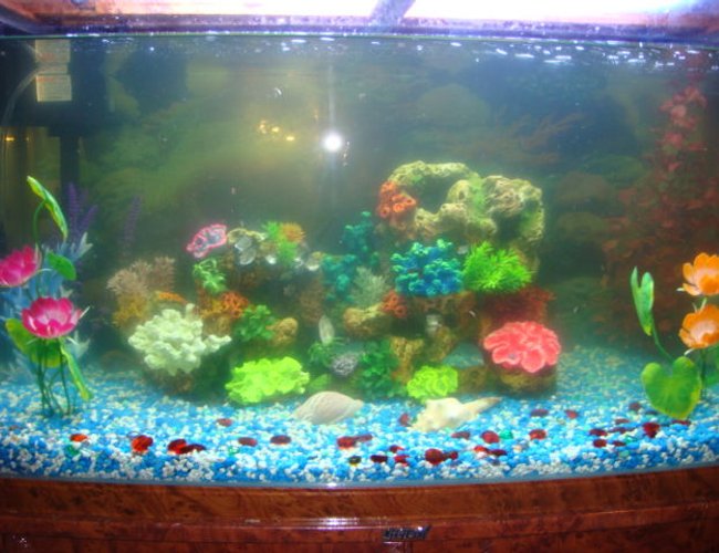 60 gallons reef tank (mostly live coral and fish) - a nice coral 4 preety plants one is orange one is pink one is red and e is blue 60 gallons reef tank (mostly live coral and fish) - a nice coral 4 preety plants one is orange one is pink one is red and e is blue