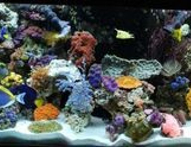60 gallons reef tank (mostly live coral and fish) - 12/08 (Updated tank) 31 different fish - We have added even more fish to our tank - We break all the rules and yet they still live 60 gallons reef tank (mostly live coral and fish) - 12/08 (Updated tank) 31 different fish - We have added even more fish to our tank - We break all the rules and yet they still live