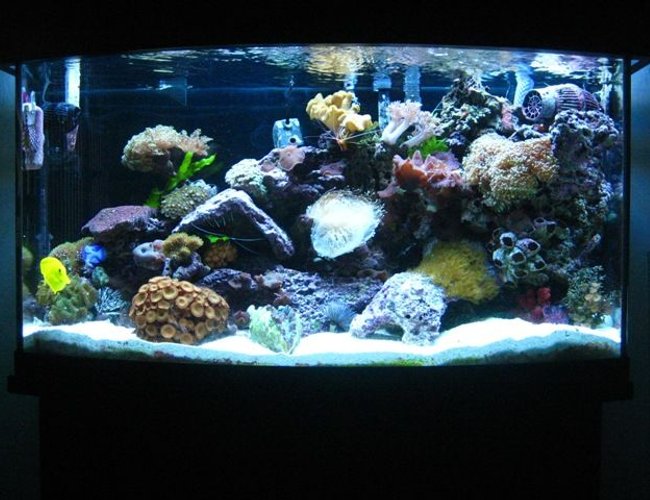 46 gallons reef tank (mostly live coral and fish) - Updated picture of my 46 gallon bow front tank. I've added new lighting, (6 T5's) with canopy, and a 1/13 HP Mighty Pro Chiller. I put in some new corals also! I added 1 Chilli Coral, Green Mushrooms, Electric Green Frogspawn, Radioactive Zoanthids, Cup Coral, Pagoda and a Derasa Clam. 46 gallons reef tank (mostly live coral and fish) - Updated picture of my 46 gallon bow front tank. I've added new lighting, (6 T5's) with canopy, and a 1/13 HP Mighty Pro Chiller. I put in some new corals also! I added 1 Chilli Coral, Green Mushrooms, Electric Green Frogspawn, Radioactive Zoanthids, Cup Coral, Pagoda and a Derasa Clam.