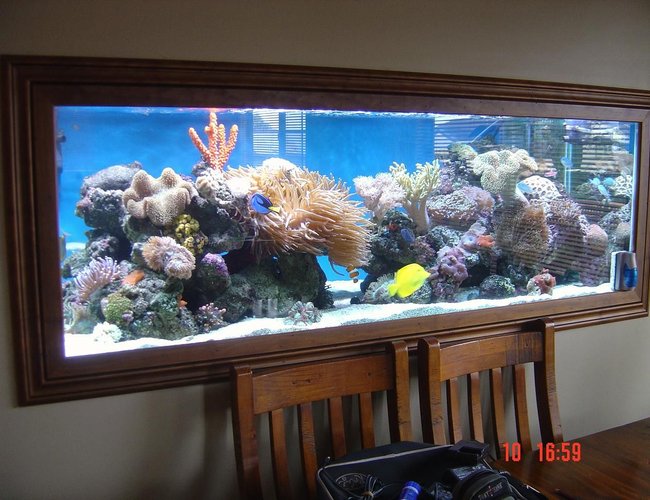 185 gallons reef tank (mostly live coral and fish) - my tank 185 gallons reef tank (mostly live coral and fish) - my tank