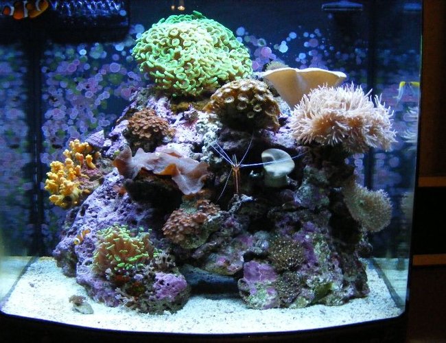 24 gallons reef tank (mostly live coral and fish) - latest 24 gallons reef tank (mostly live coral and fish) - latest
