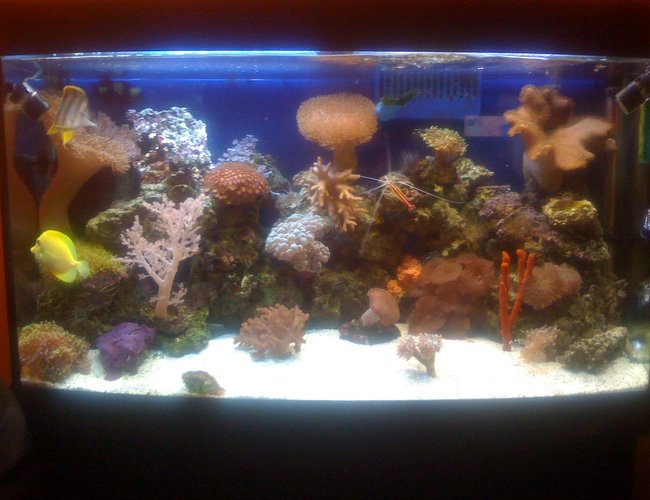 45 gallons reef tank (mostly live coral and fish) - New Coral 45 gallons reef tank (mostly live coral and fish) - New Coral