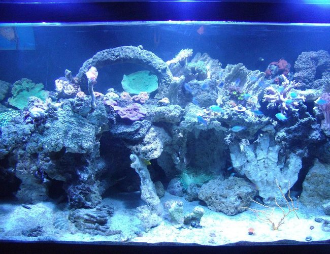 220 gallons reef tank (mostly live coral and fish) - My 220 220 gallons reef tank (mostly live coral and fish) - My 220