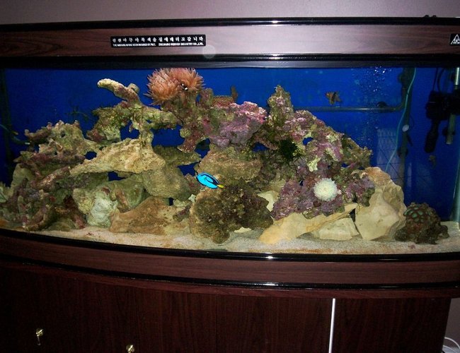 114 gallons reef tank (mostly live coral and fish) - MY 114 GAL REEF TANK 114 gallons reef tank (mostly live coral and fish) - MY 114 GAL REEF TANK